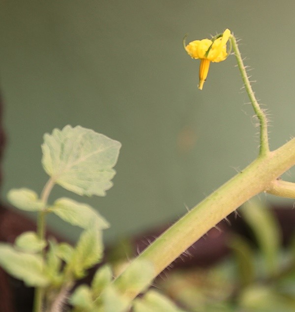 "Primeira flor do ` tomate cereja `.....fv.ler" de Decio Badari