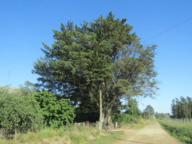 "EL arbol" de Miguel Angel Palermo