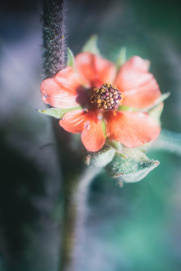 "Flor de malva silvestre" de Su Garcia Hillcoat