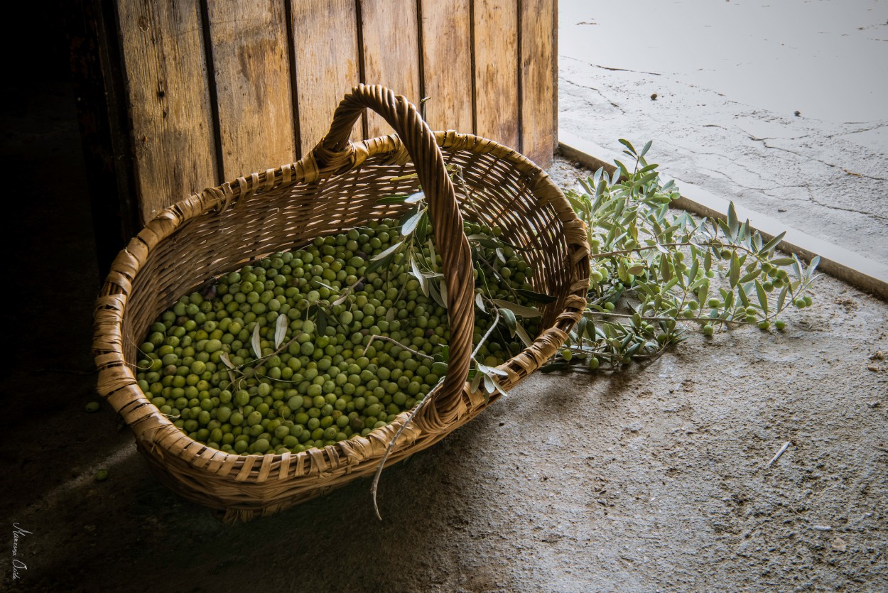 "La Cesta De Olivas" de Carmen Esteban