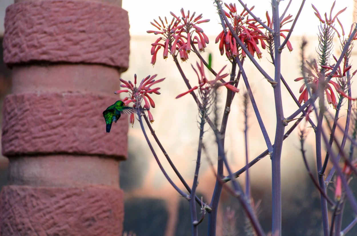 "Ala de colibri" de Federico Pereira