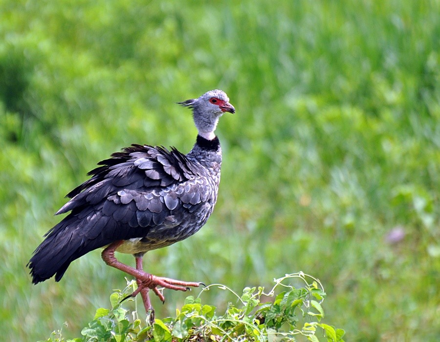 "Pantanal de Corumb M.S. a Tach (Chauna torquata)" de Decio Badari