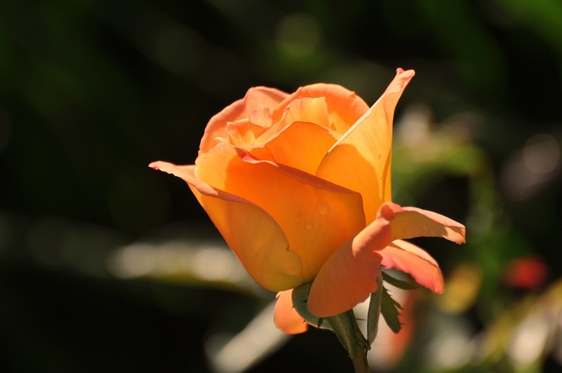 "Flor e ser.........." de Decio Badari