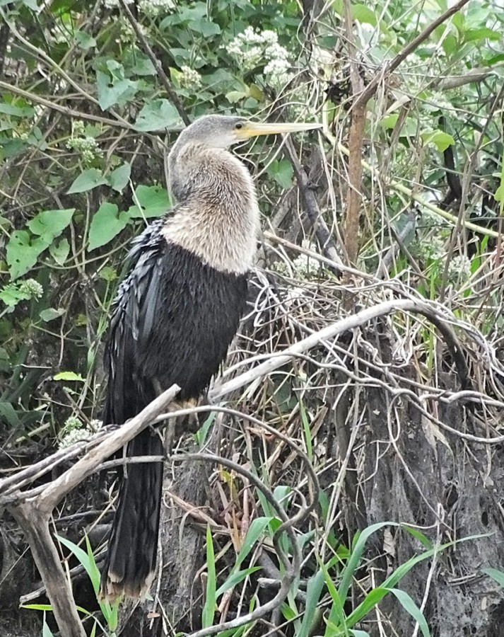 "Pantanal de Corumb Mato Grosso do Sul..fv.ler...." de Decio Badari