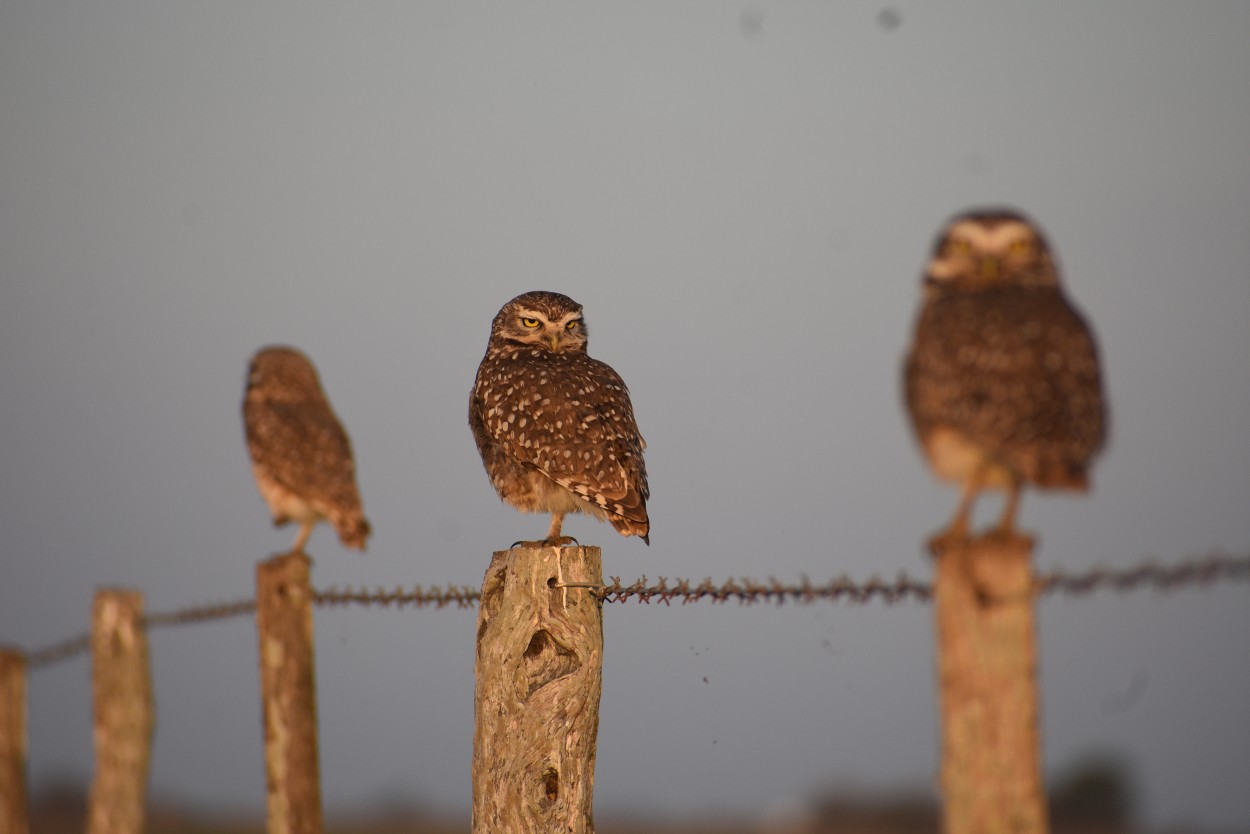 "Observando" de Vernica Galeano