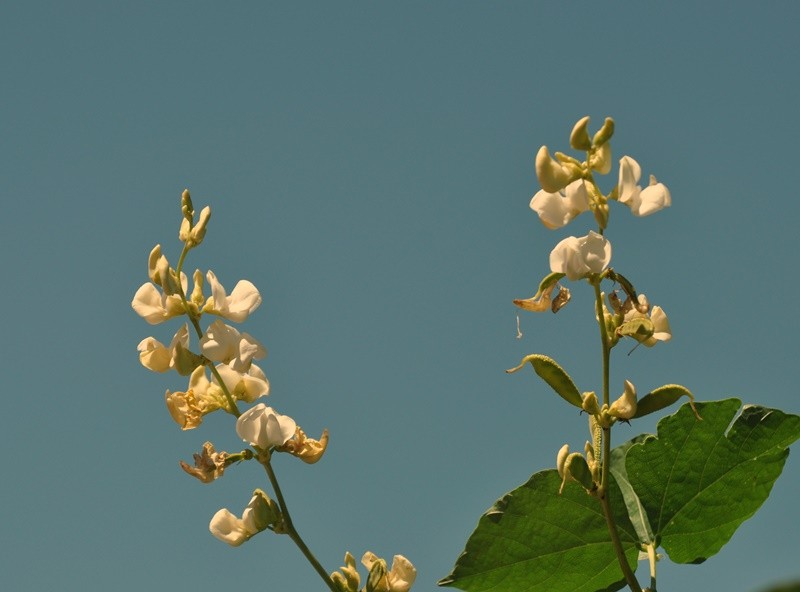 "As flores do ` feijo-fava ` fv. ler........" de Decio Badari