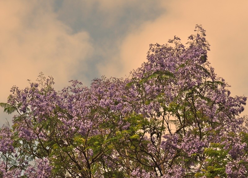 "A nova florada do Jacarand-mimoso........" de Decio Badari