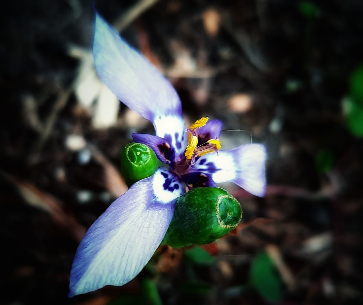 "Orqudea pequea" de Ana Piris