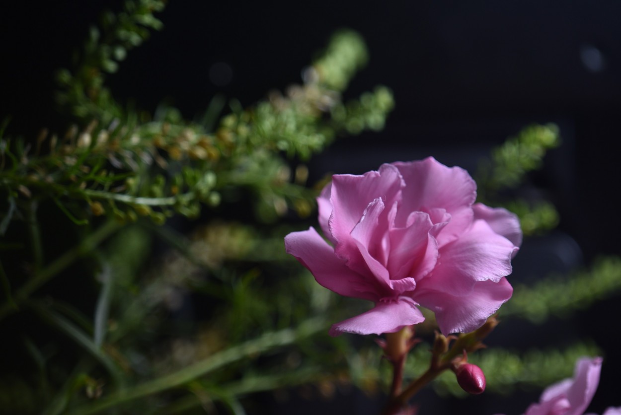 "Flores de mam" de Vernica Galeano