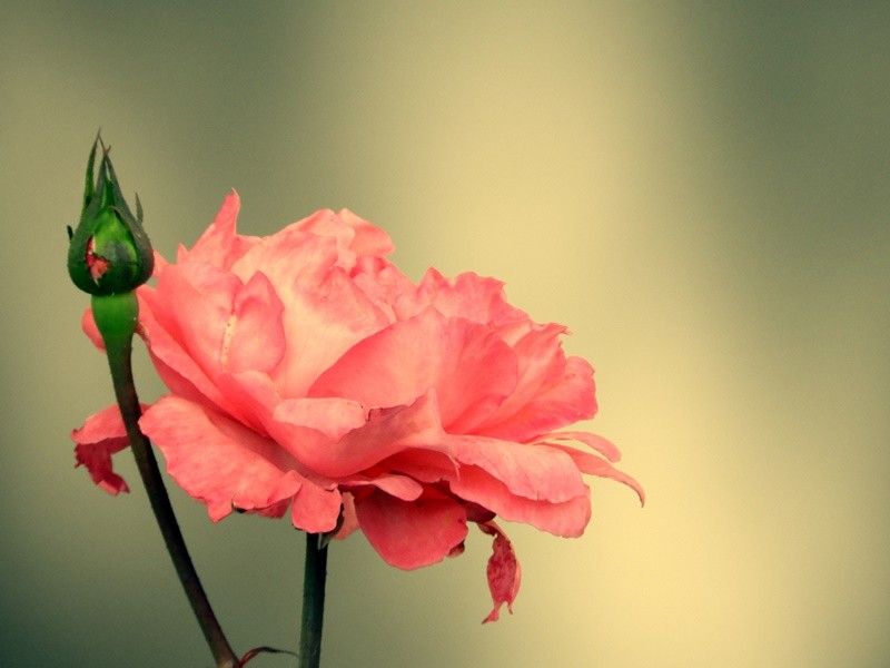 "Uma flor no pensa em competir com a........." de Decio Badari