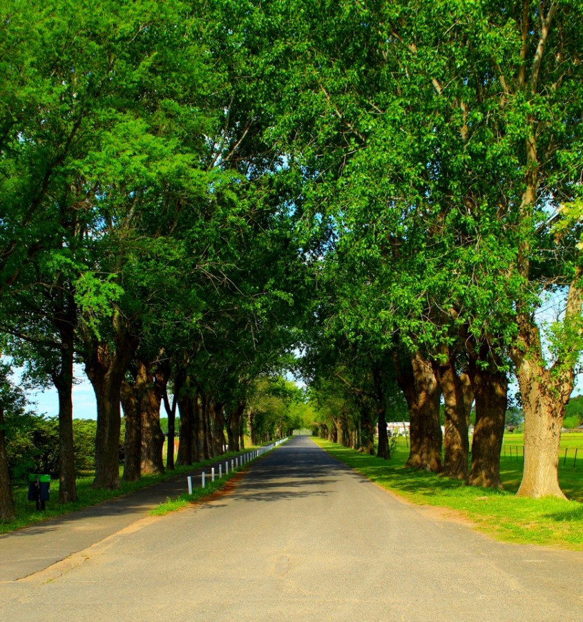 " Caminamos?" de Mario Pescader