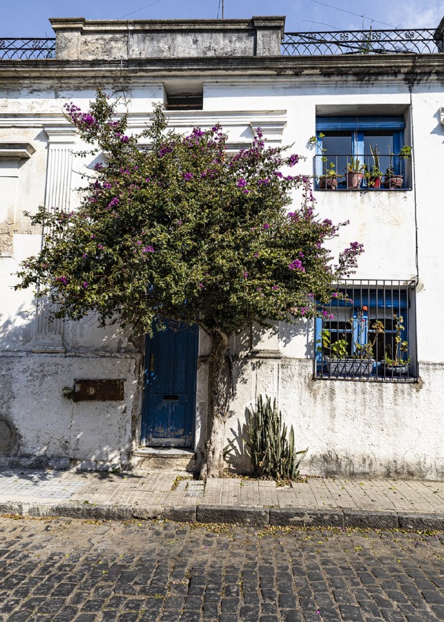 "Puerta y arbol!!" de Eduardo Alfredo Balducci