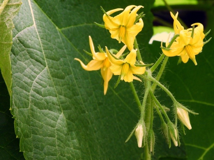 "Assim nascem os tomates-cereja....." de Decio Badari