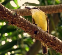 O ` bem-te-vi ` e seu lanche matinal.....fv.ler