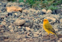 Uma troca de olhares e a busca do verde.....