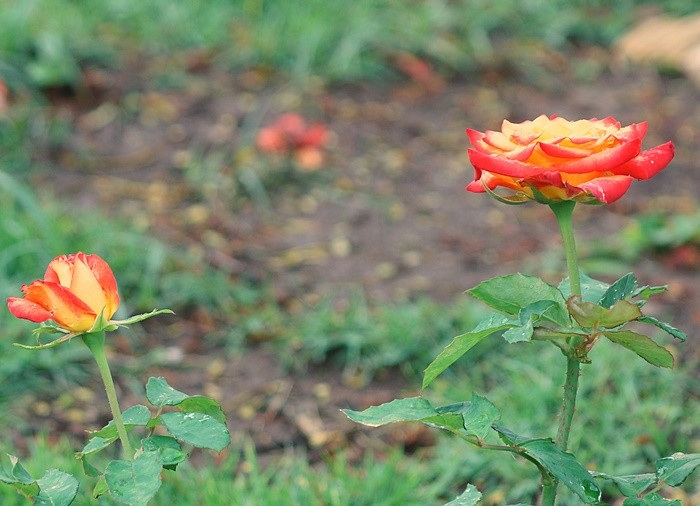 "Uma flor no pensa em competir com a........" de Decio Badari