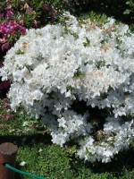 AZALEA BLANCA