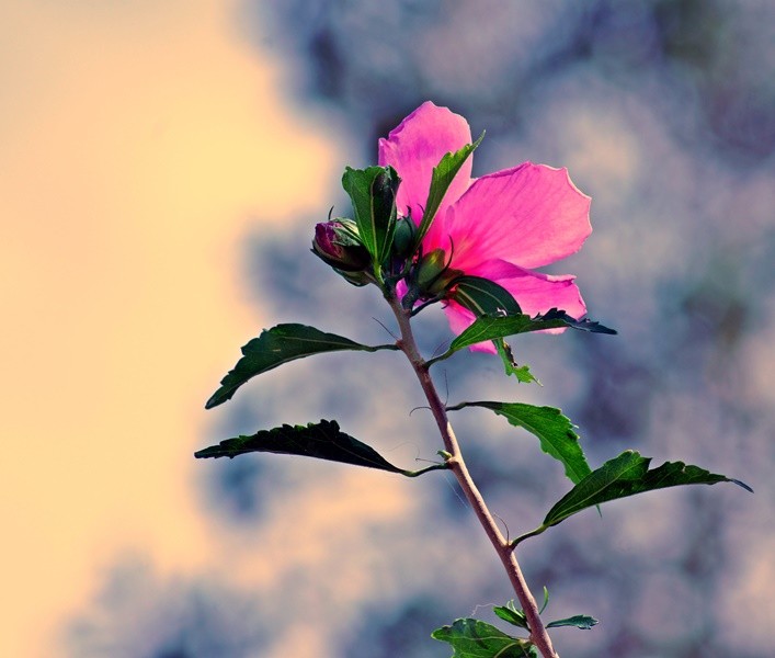 "O ` lado B ` do Hibisco-dobrado......." de Decio Badari