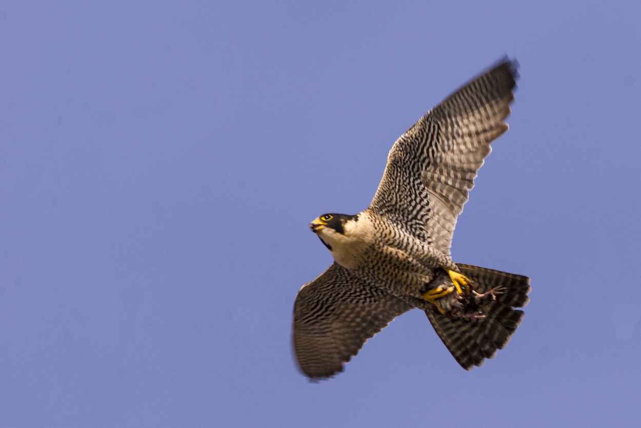 "Halcn Peregrino" de Williams Daniel Nuez