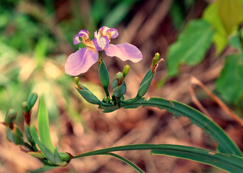 "Um grande ` projeto ` da Me Natureza..fv.ler" de Decio Badari