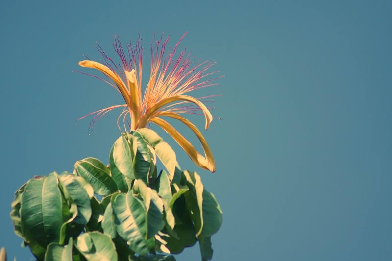 "A flor da ` Castanha-do-Maranho........" de Decio Badari