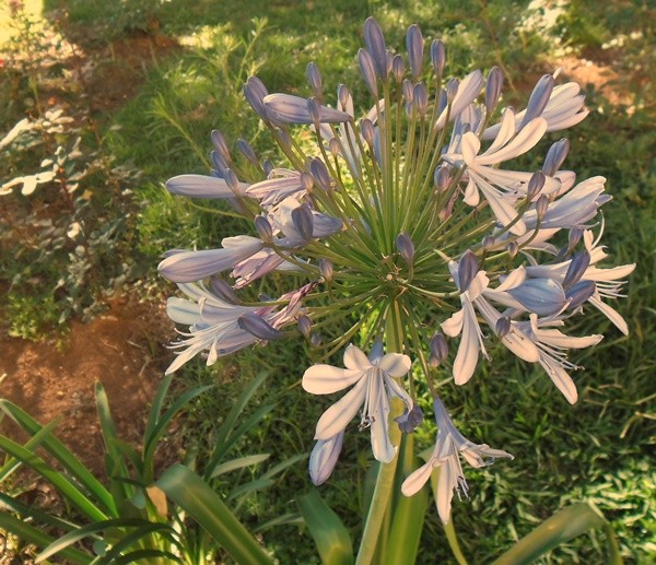 "` O que flor para ser, florescera!......." de Decio Badari