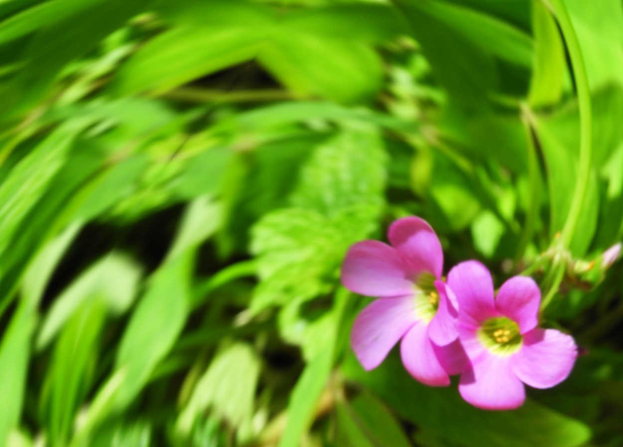 "Lado a lado, as pequenas flores do ` Trevo `....." de Decio Badari