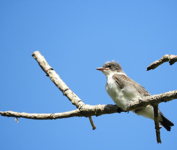 "Tesourinha (Tyrannus savana), filhote. fv.ler" de Decio Badari