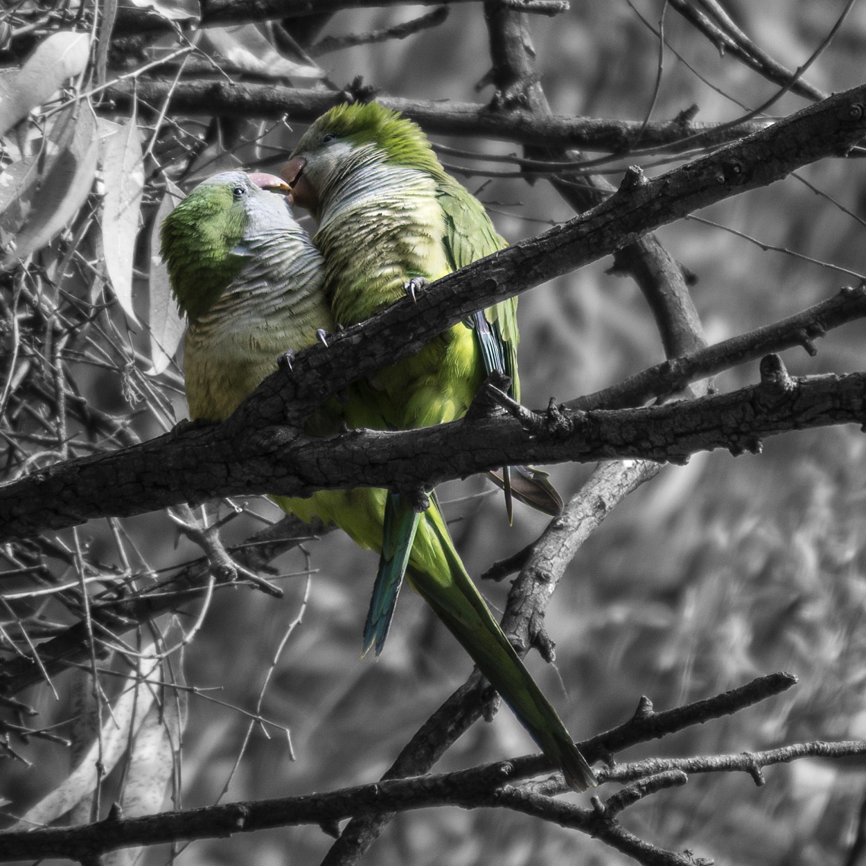 "El beso" de Claudia Martino