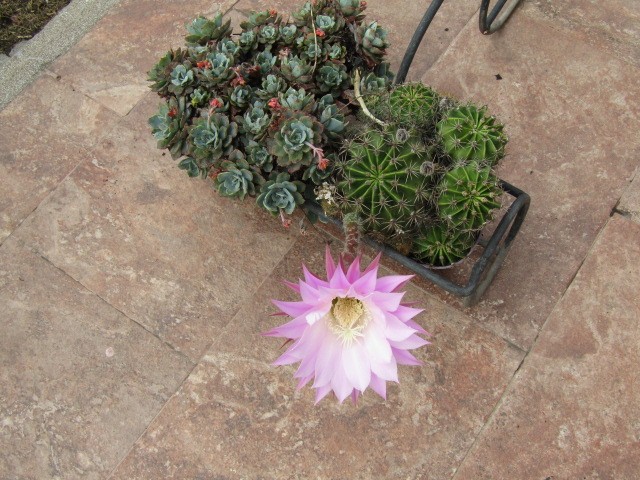 "Flor de cactus" de Miguel Angel Palermo