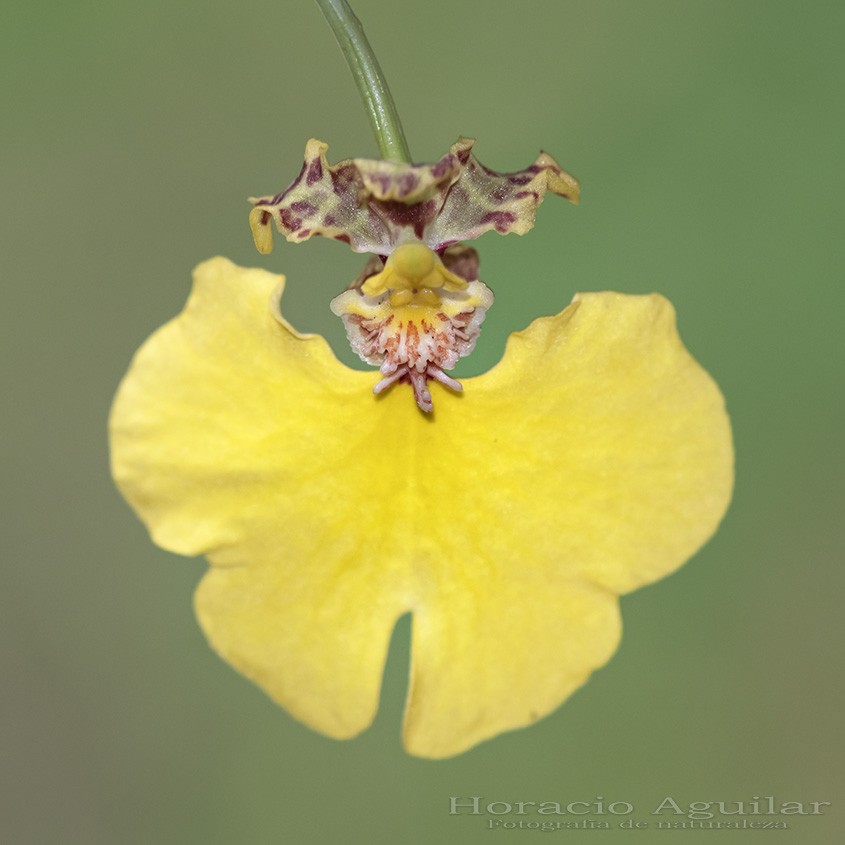 FotoRevista / Sencillamente Fotos / Orquídea `bailarina! de Horacio Aguilar