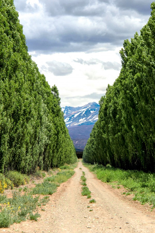 "La tierra del buen vino..." de Juan Carlos Barilari