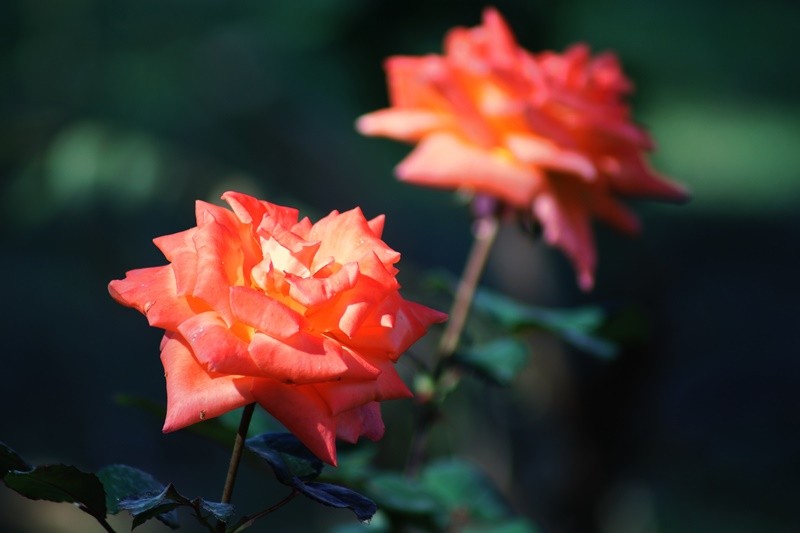 "` As rosas no falam `musica do `Cartola `..ler..." de Decio Badari