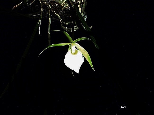 "Angraecum, ( orquidea)" de Ana Giorno