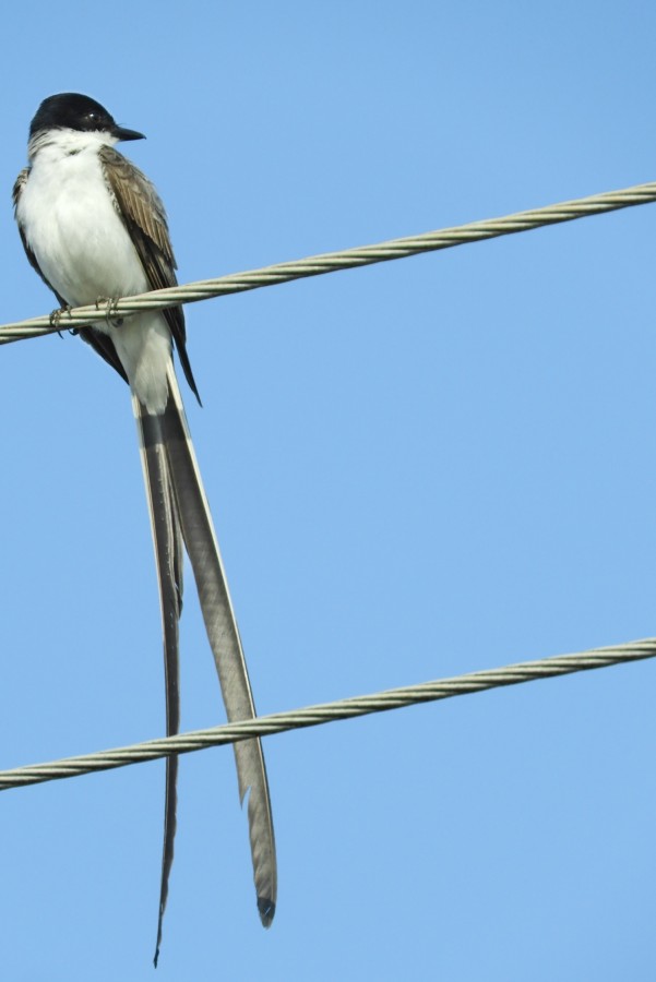 "Tesourinha, macho Tyrannus savana savana...fv.ler" de Decio Badari