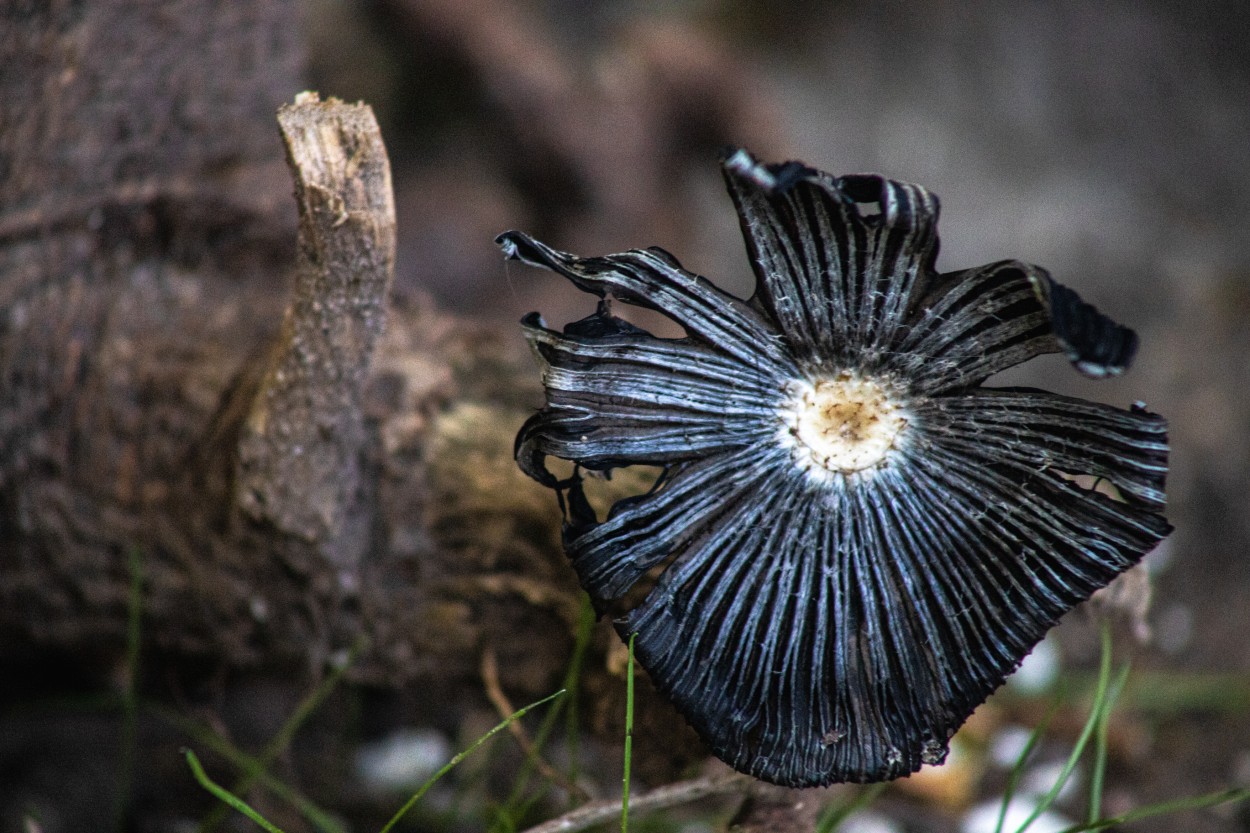 "Seta tinta negra,,coprinus comatus" de Su Garcia Hillcoat