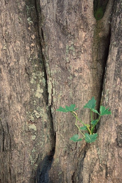 "Contrastes e a fora da Me Natureza........" de Decio Badari