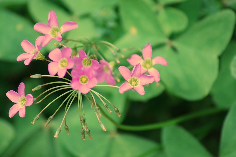 "`Flores de trbol `um bom `projeto` da Natureza..." de Decio Badari