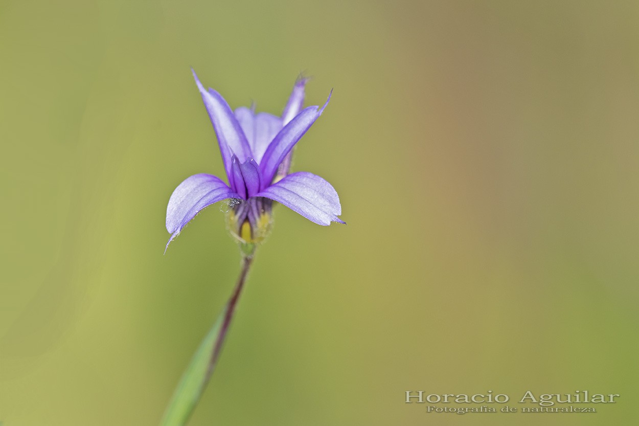 "Canchalagua" de Horacio Aguilar