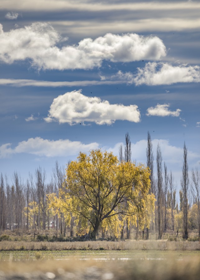 "El" de Diego Dadone