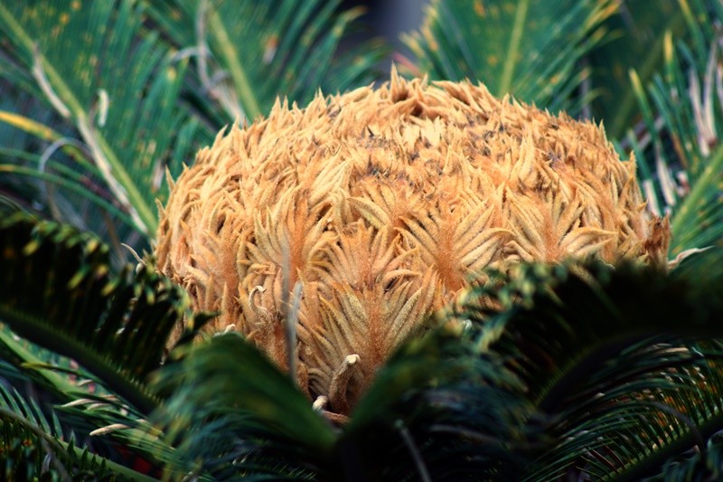 "Contrastes e a fora da Me Natureza......ler" de Decio Badari