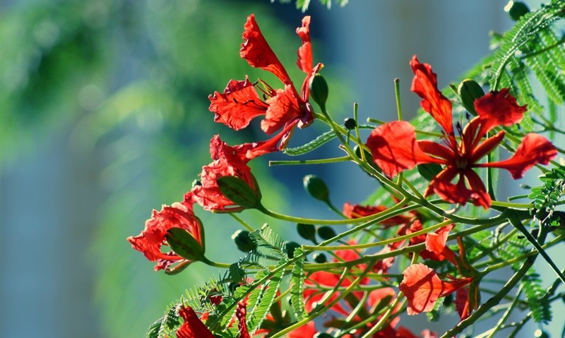 "Olhar para o alto: Flamboyant  Delonix regia" de Decio Badari