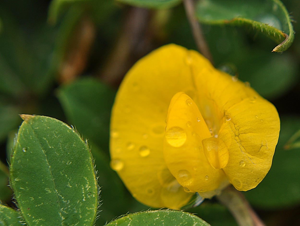 "A pequena flor da ` grama-amendoim `.....fv.ler" de Decio Badari