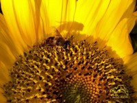 El Girasol, la Abeja y su Sombra