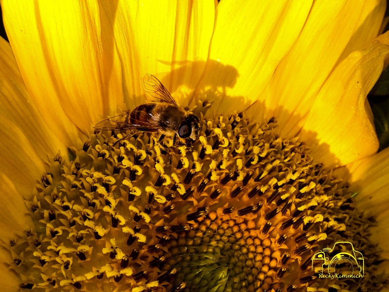 "El Girasol, la Abeja y su Sombra" de Ricky Kimmich