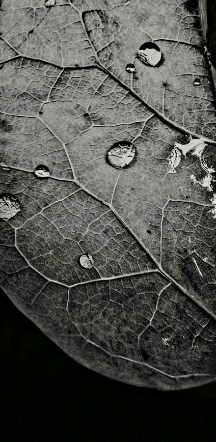 "Rastros de lluvia.." de Claudio Romano