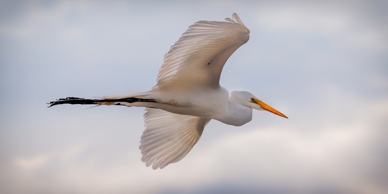 "Volando" de Carlos Gianoli