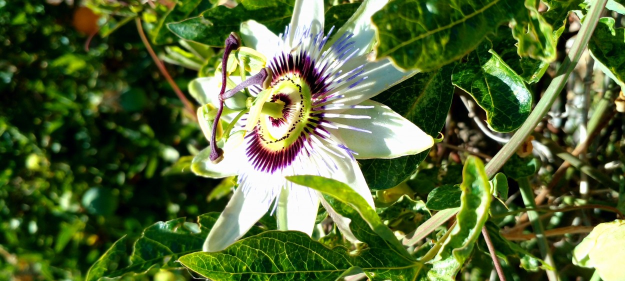 "Flor insignia del paraguay" de Emilce Beatriz Campusano