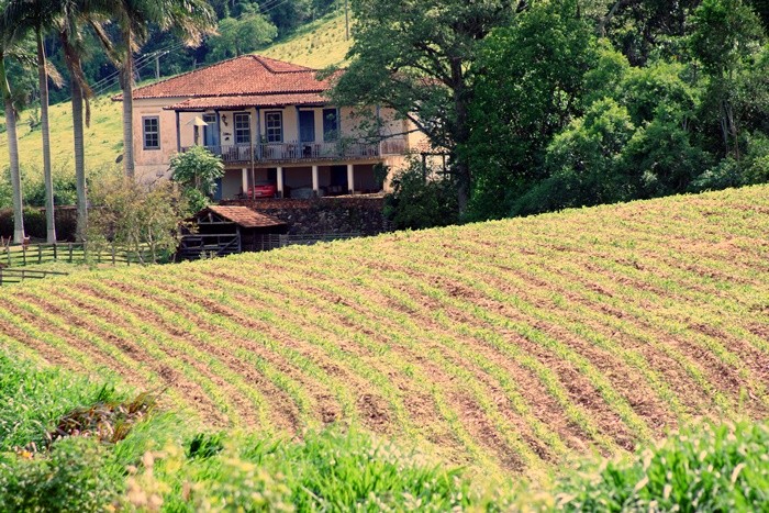 "A fazenda de caf, ecos de um passado glorioso...." de Decio Badari