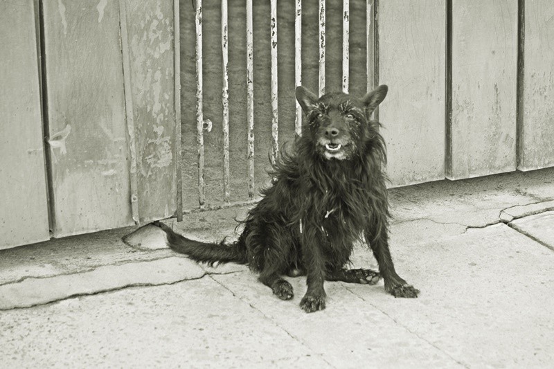 "`El furry y su pose` para a FotoRevista.....leia" de Decio Badari